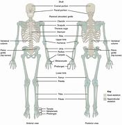 Image result for Body Structure While Sitting OTA