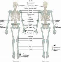 Image result for Human Structure Simple Diagram