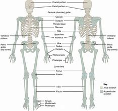 Image result for Human Structure Basic Bases