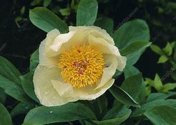 Image result for Paeonia mlokosewitschii