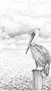 Image result for Pelican Drawing Black White