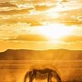 Image result for Souther Utah Wild Horses