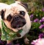 Image result for Pug New Year Wallpaper