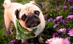 Image result for Pug Puppies Funny