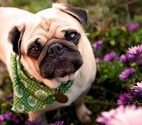 Image result for Pug Aesthetic