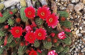 Image result for Types of Cactus Flowers