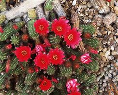 Image result for Cactus Species