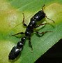 Image result for Black Tree Ants