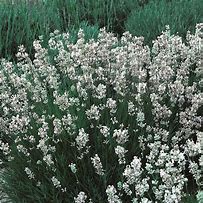 Image result for Lavandula angustifolia Hidcote White