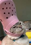 Image result for Drippy Cat Profile Picture