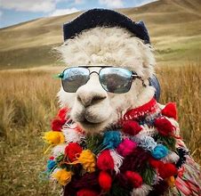 Image result for Funny Llama Pictures