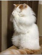 Image result for Cute Cat Praying