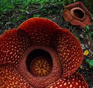 Image result for Biggest Flower in the World Compared to Human