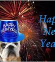 Image result for Happy New Year Funny Cartoons Dog