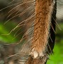 Image result for Baby Goliath Bird Eating Spider