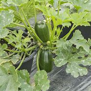 Image result for How to Plant Zucchini Squash