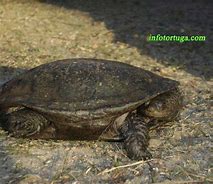 Image result for Acanthochelys spixii