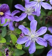 Image result for Best Late Flowering Clematis