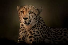 Image result for Cheetah Wallpaper 4K