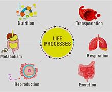 Image result for Class 10 Science Chapter Life Processes Figure 3