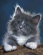 Image result for Cute Fluffy Gray Cats