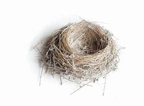 Image result for Bird Nest PNG