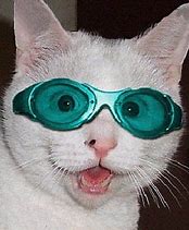 Image result for Business Cat Glasses Meme