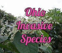 Image result for Invasive Plants List