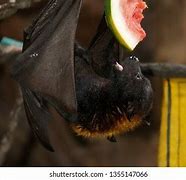 Image result for Bat Eating While Upside Down