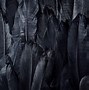 Image result for Black Raven Feathers Wallpaper