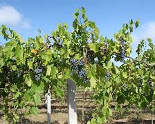 Image result for 4x4 Post Grape Vine