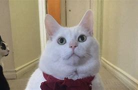 Image result for Fat Cat Love