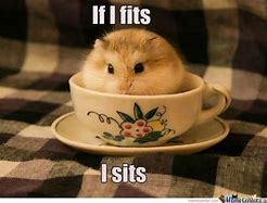 Image result for Funny Hamster Memes Clean