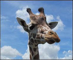 Image result for Giraffe Animoji