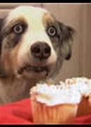 Image result for Cupcake Dog Meme
