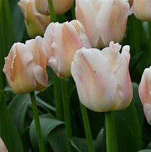 Image result for Tulipa Apricot Pride