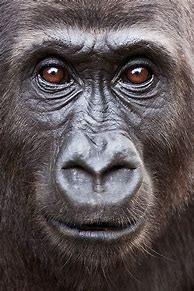 Image result for Female Gorilla
