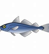 Image result for Fish 13