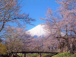 Image result for mount fuji cherry blossom