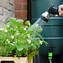 Image result for Water Plants with Watering Can