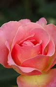 Image result for Rosa Elle (r)