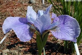 Image result for Iris sibirica Steve Varner