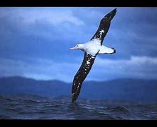 Image result for albatrks