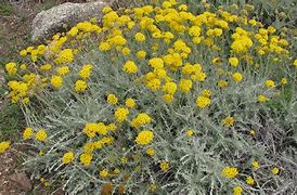 Image result for Helichrysum microphyllum
