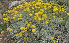 Image result for Helichrysum italicum