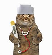 Image result for Funny Cat Doctor