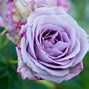 Image result for Purple Rose Flowers