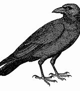 Image result for Vintage Halloween Crow Clip Art