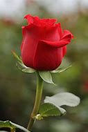 Image result for Best Long Stem Roses
