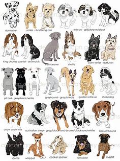 Pick Your Pet Custom Stationery Set of 8 Linen | Dog breeds list, Dog sketch, Cute animal drawings
